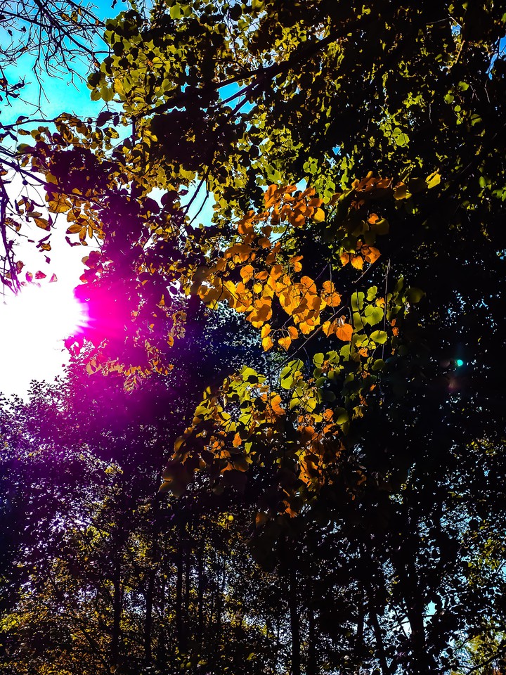 autumn
