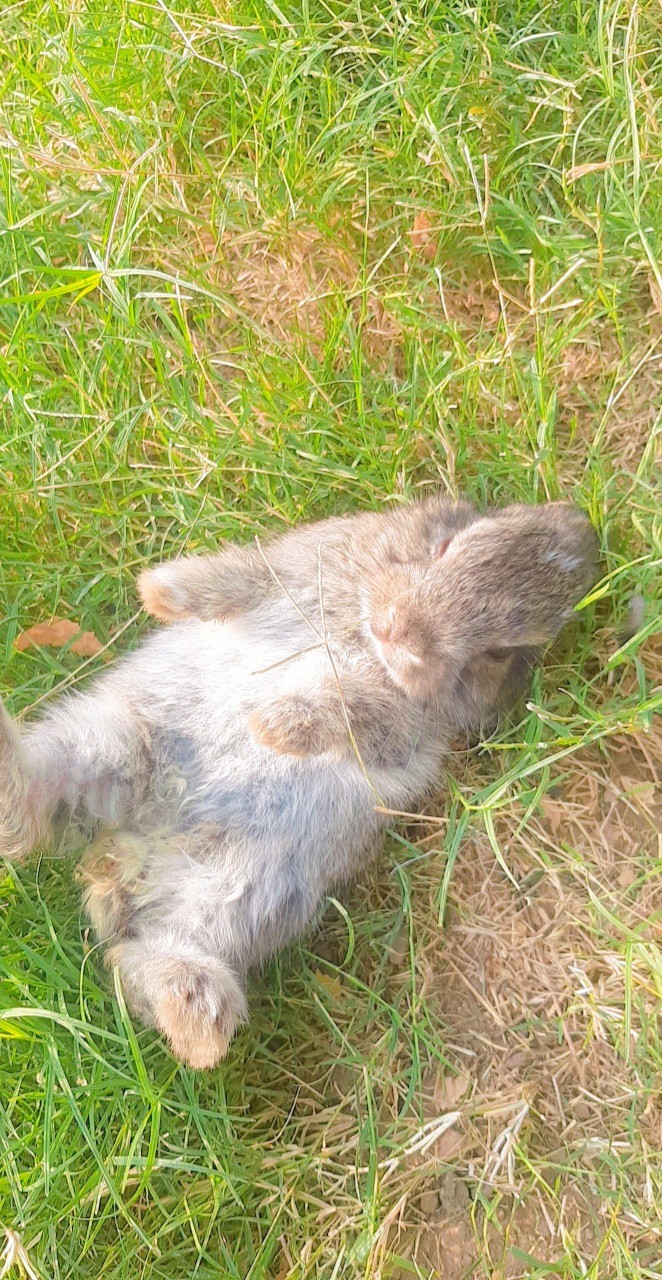 rabbit