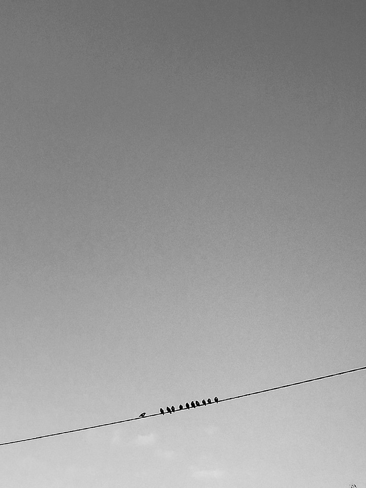 birds