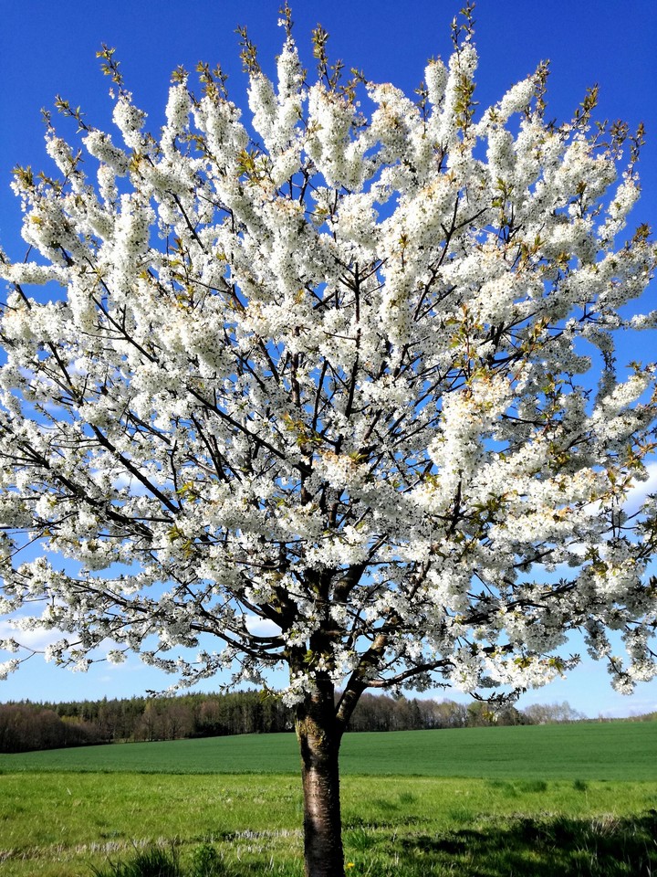 spring