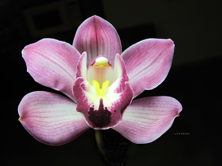 orchid   萬代蘭花