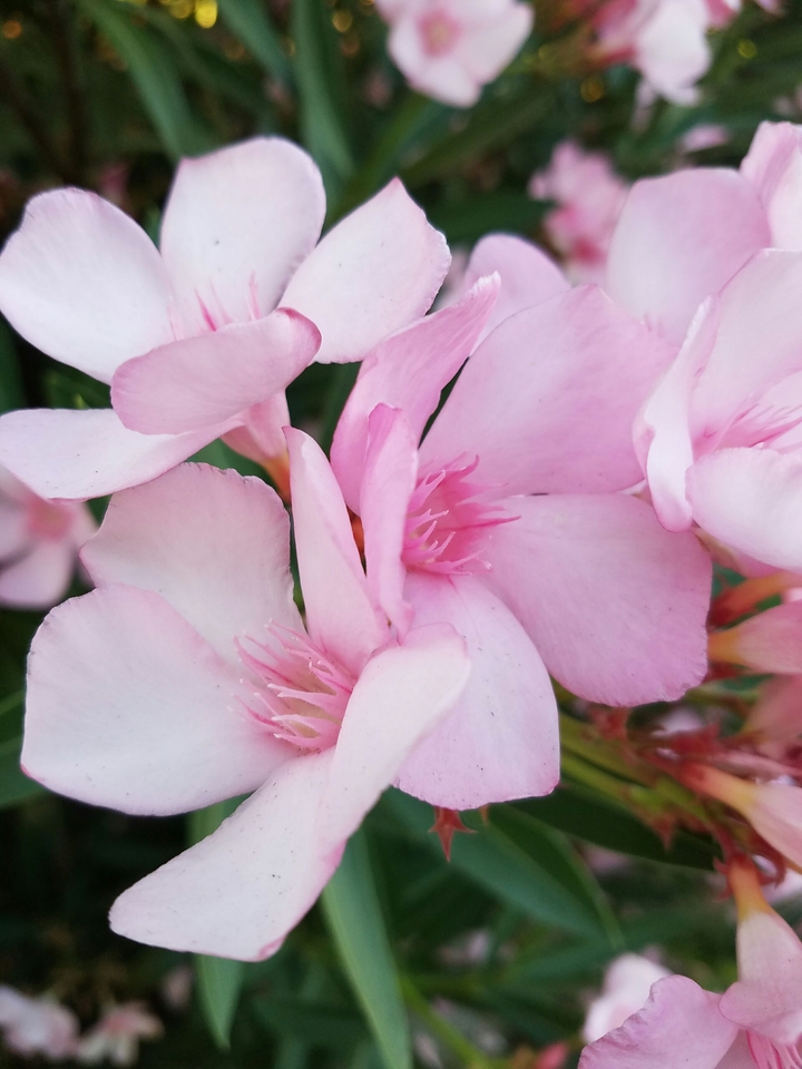 Pink Fowers
