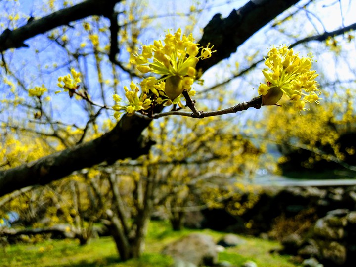 산수유 꽃(가로)