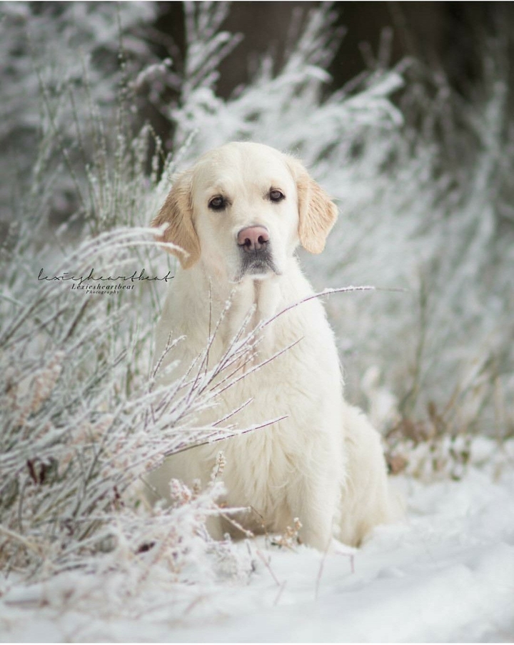 dog
