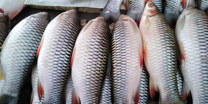 Sutan Fish