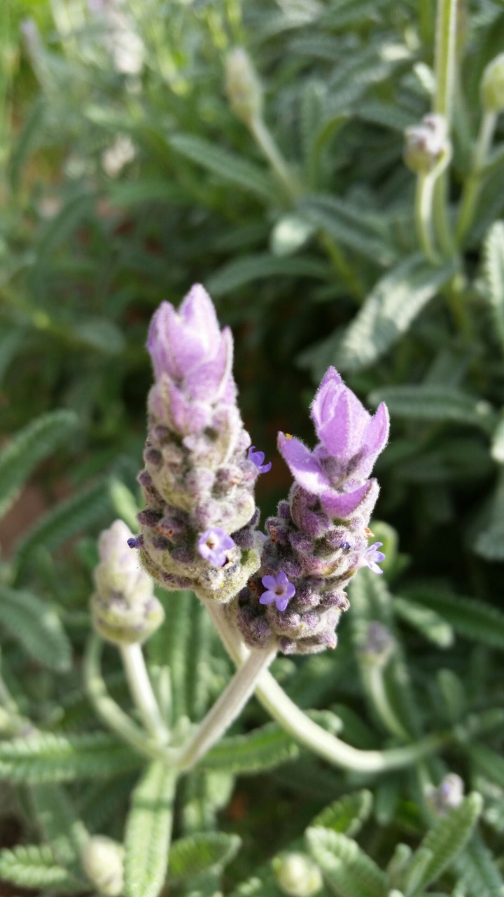 Lavender