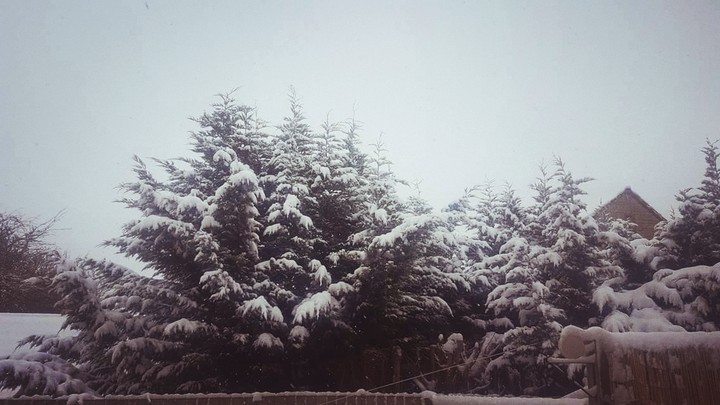 snowtree