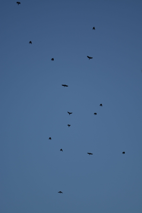 I Wanna Fly