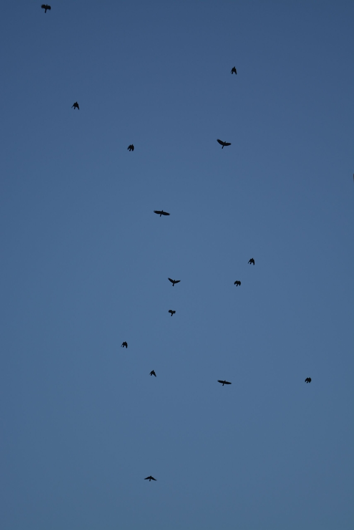 I Wanna Fly