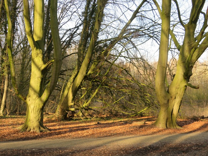 Wood