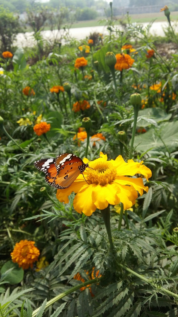 Flower