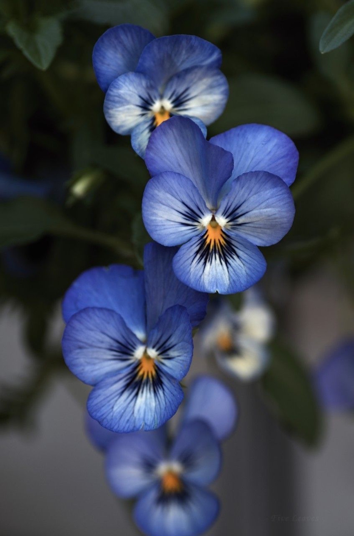 Blue pensamietos.