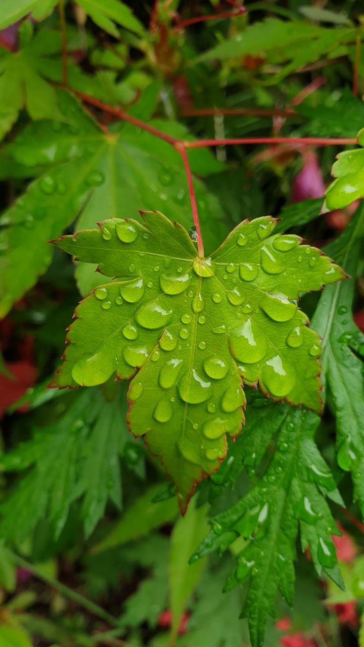 leaves
