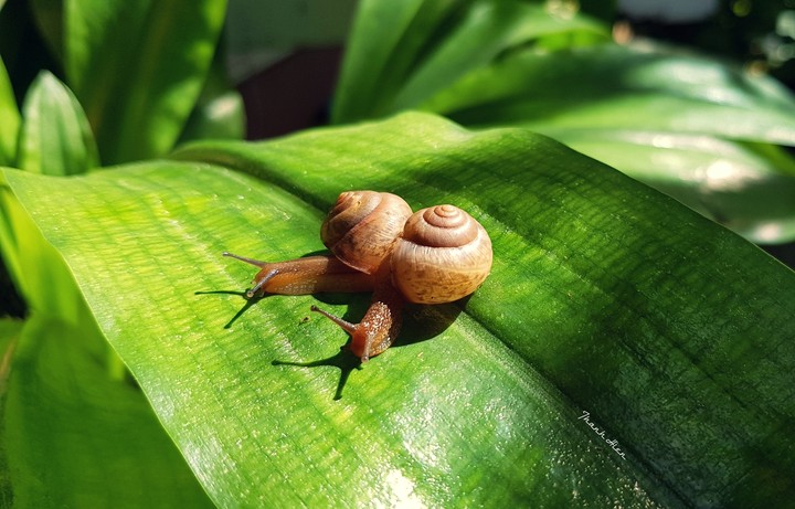 The snail love story