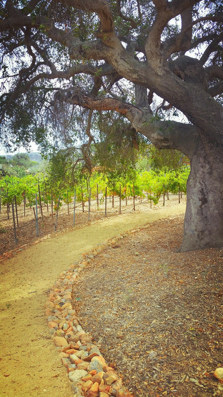 Viñedos y el árbol