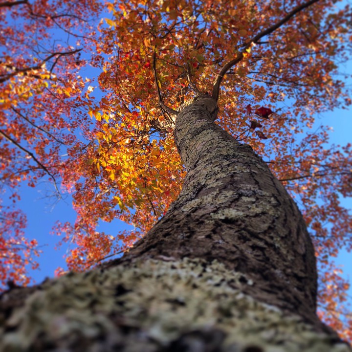 nature