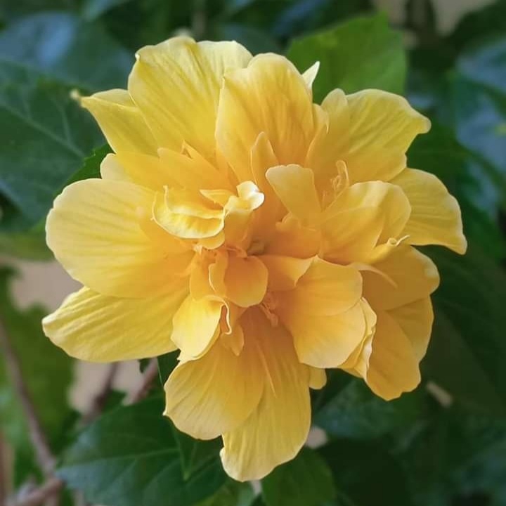 hibiscus