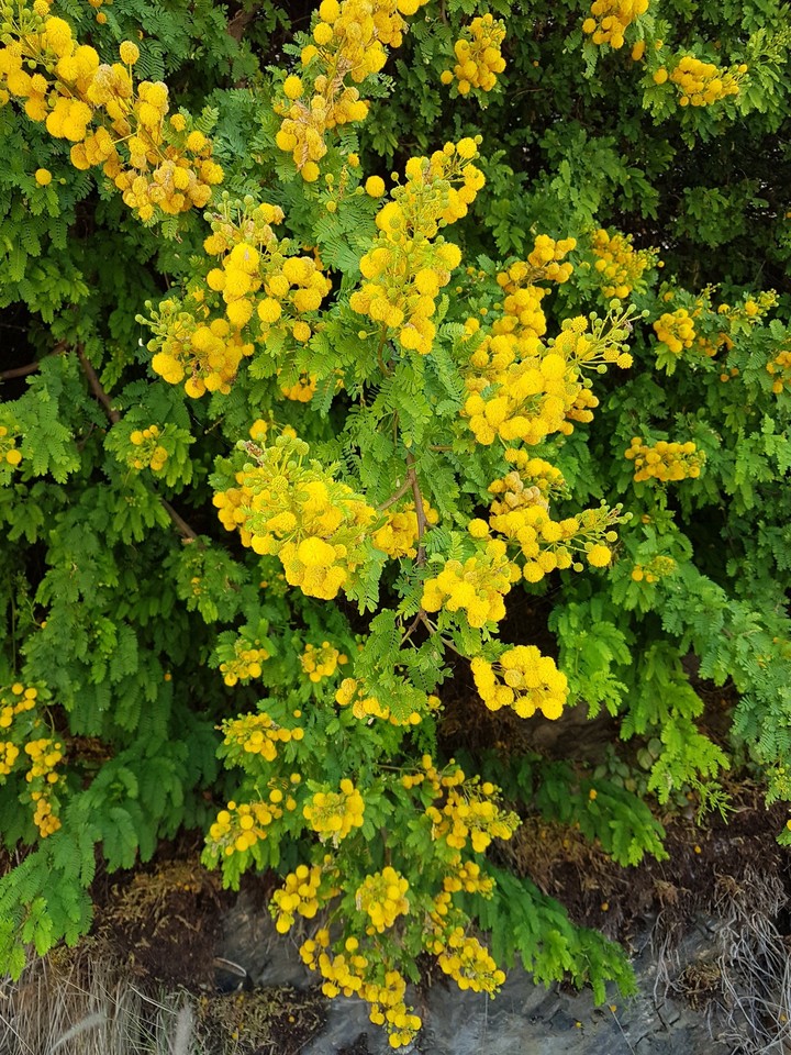 Mimosa Tree