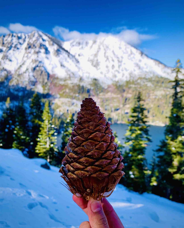 Pine Tree Fruit
