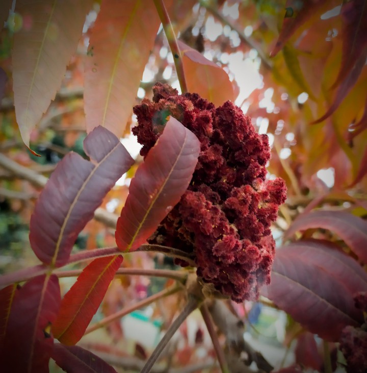plant