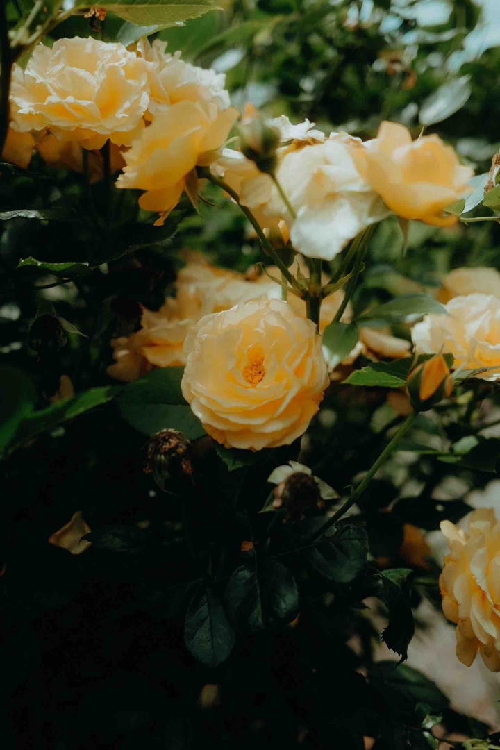 Flowers