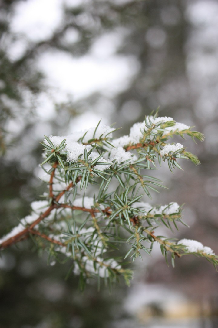 snowy day.