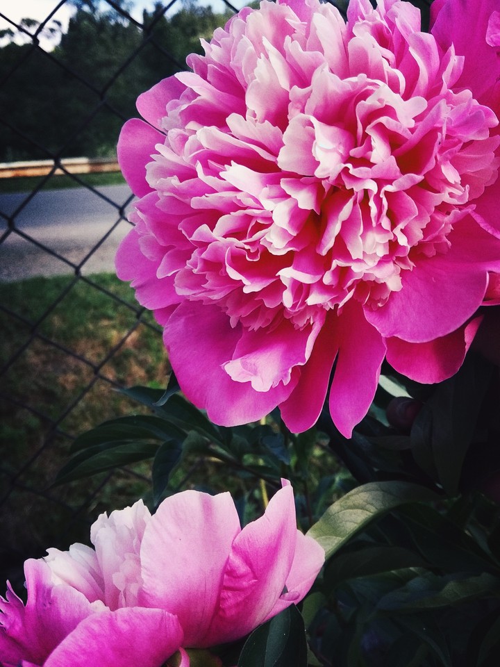 flower