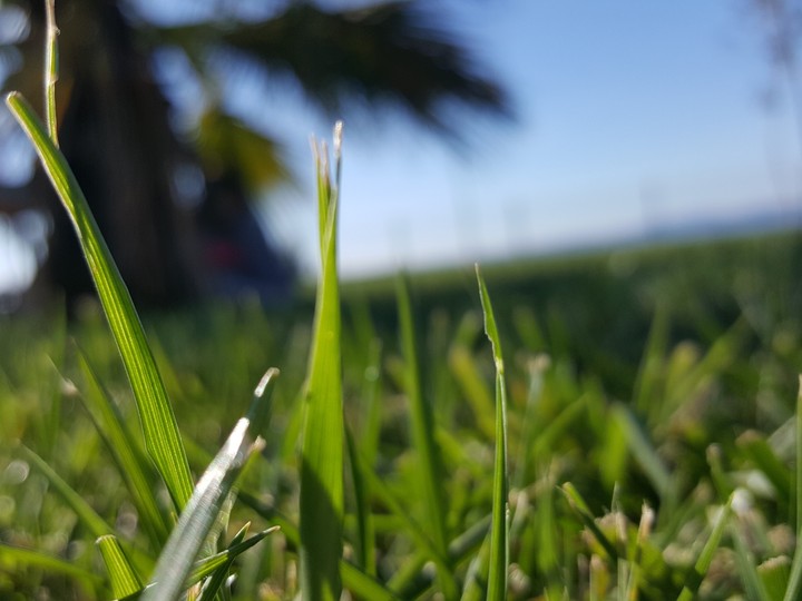 çimen