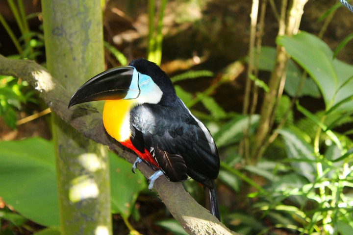 Colorful Bird, Singapore Zoo