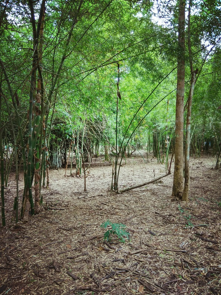 Nature