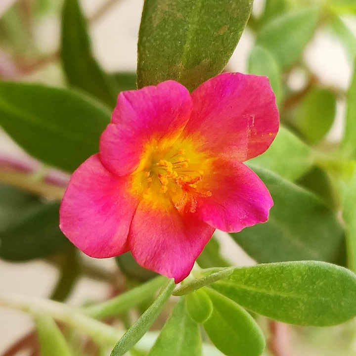 Pink flower in home garden