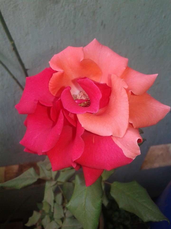double coloured