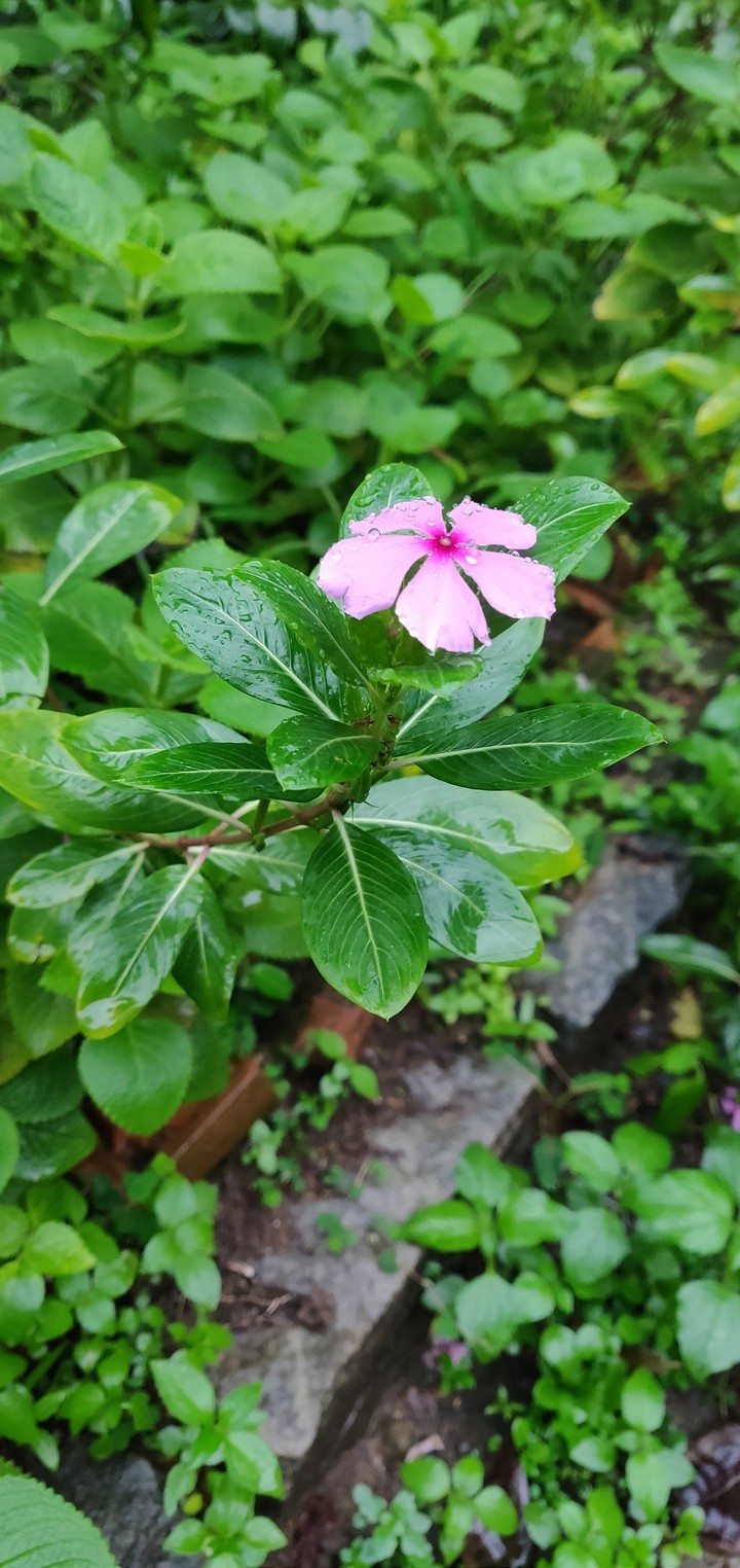 Madagascar Periwinkle
