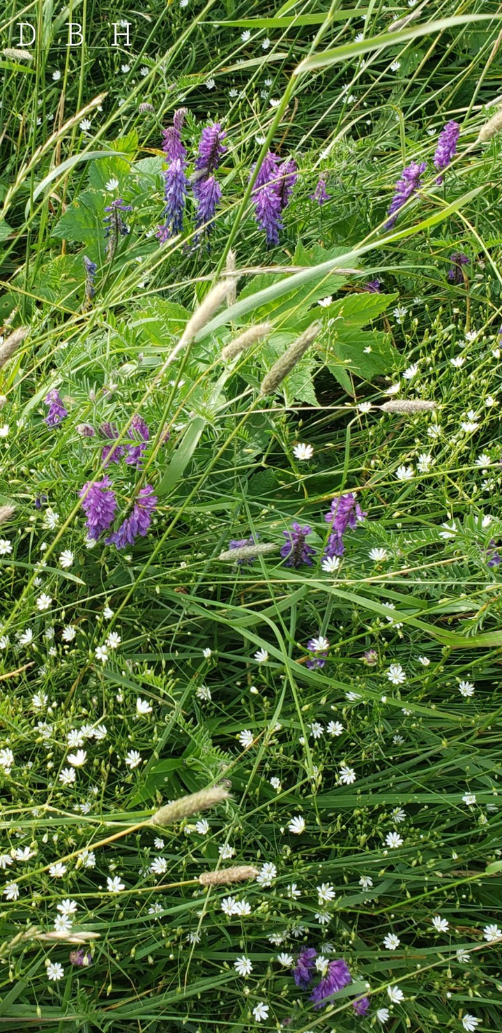 purple and white