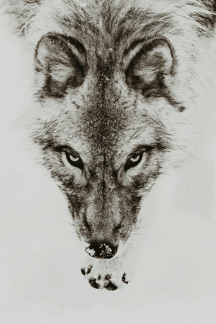 A hunter