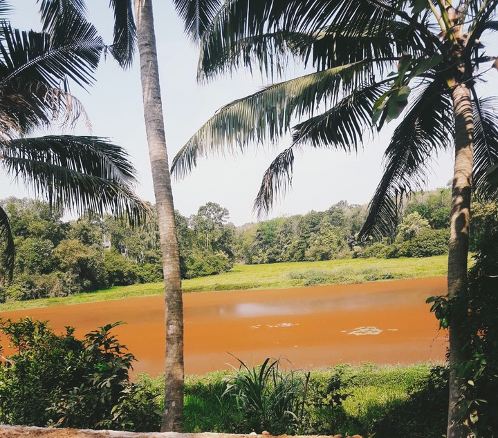 multicolored nature