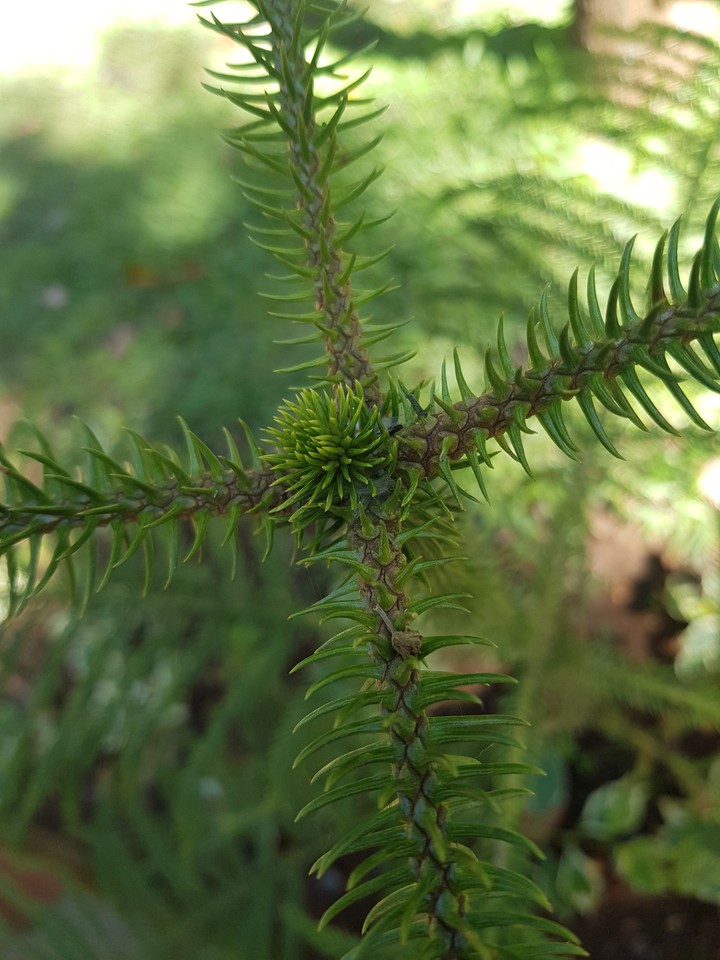 Pine