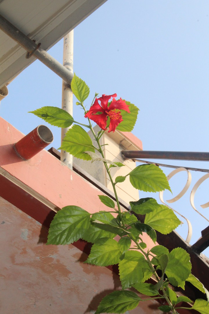 rose