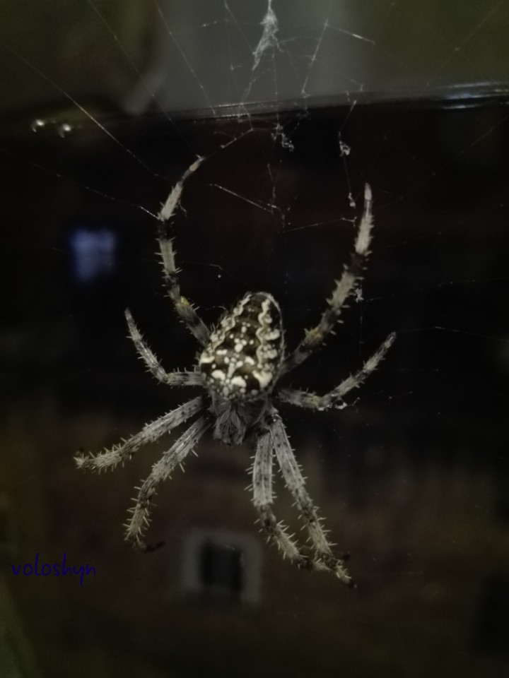 araña