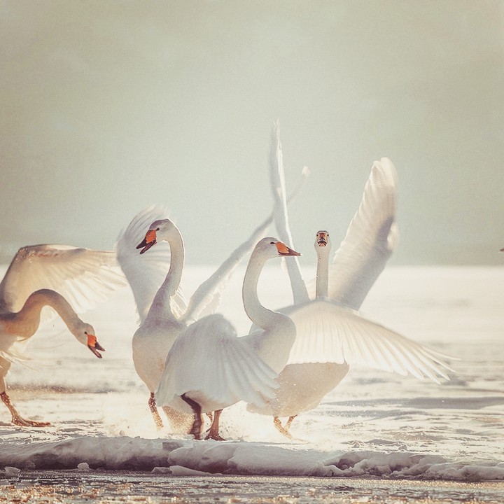 Swan