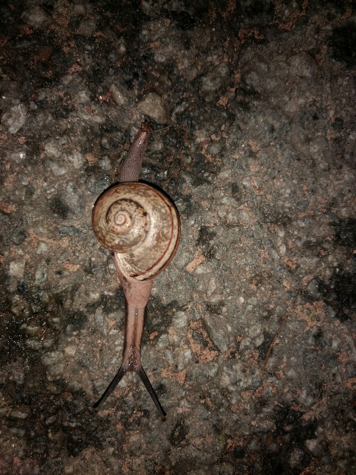 snail