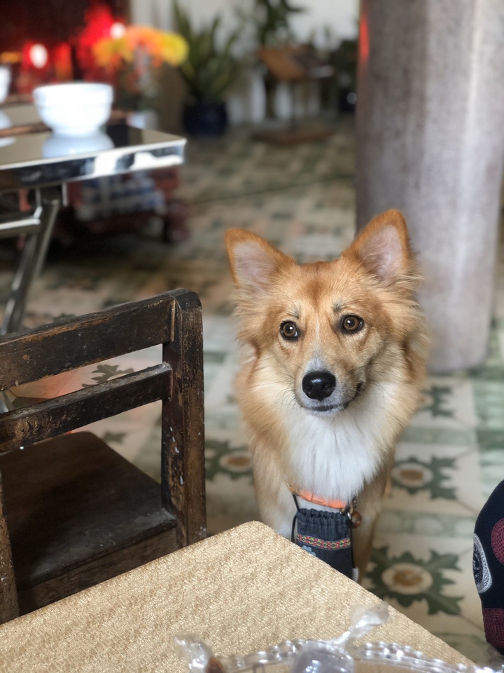 my dog