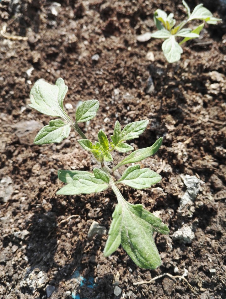 plant