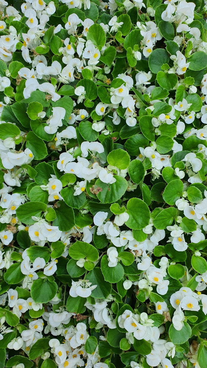 꽃(flower)