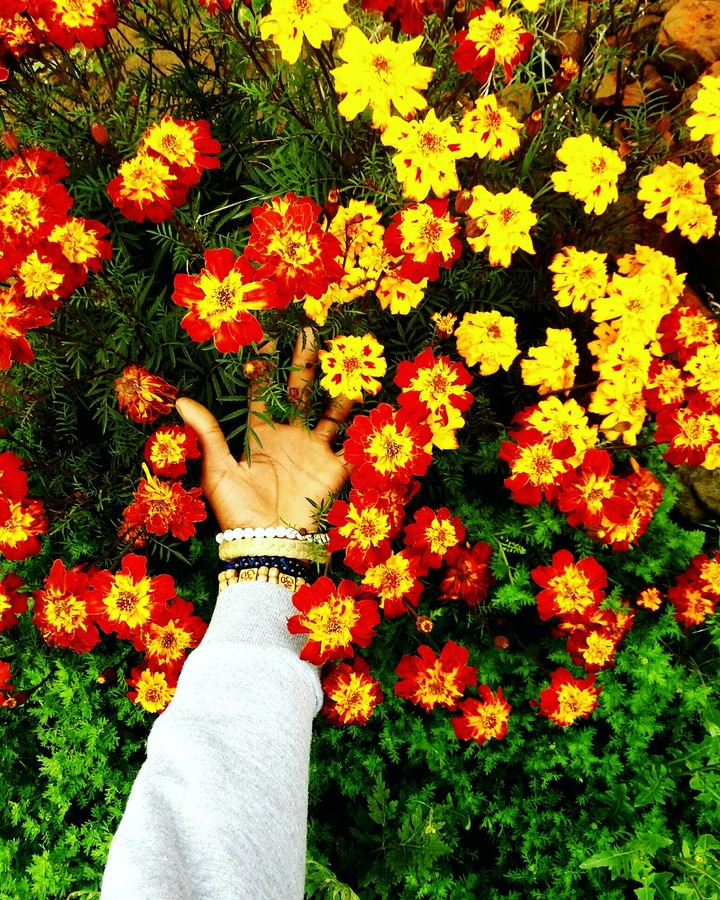 flower