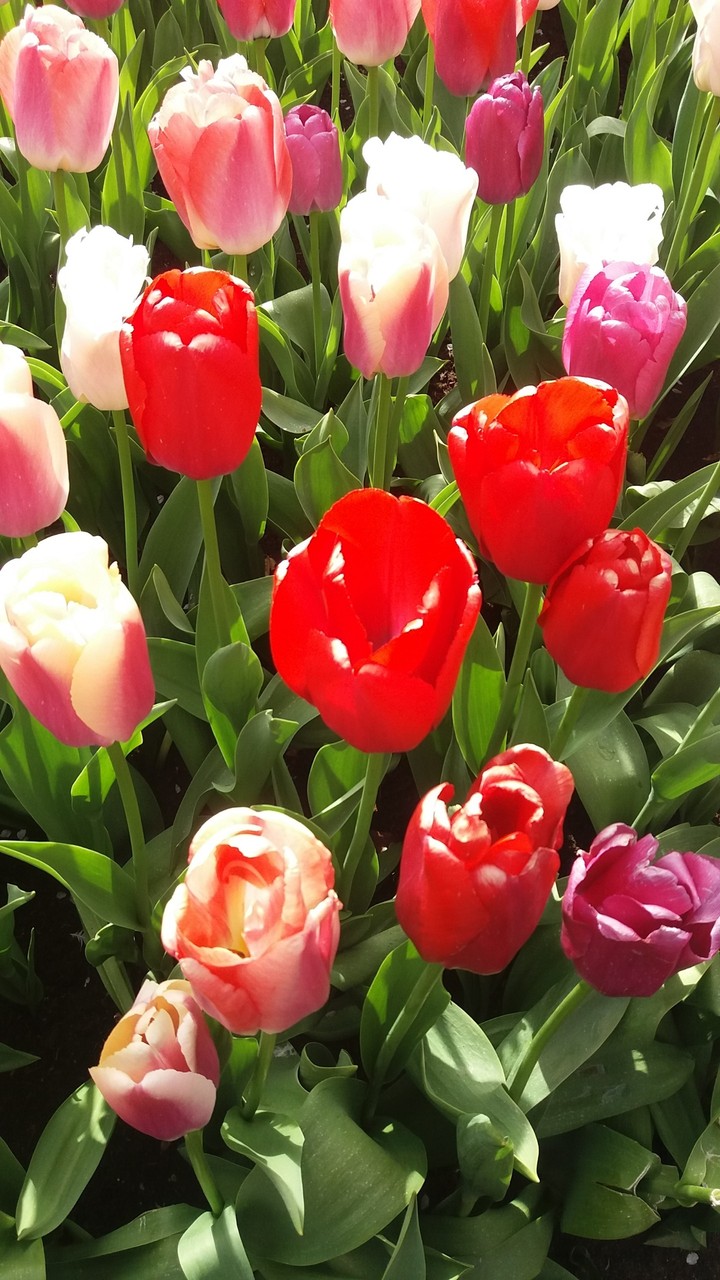red tulip