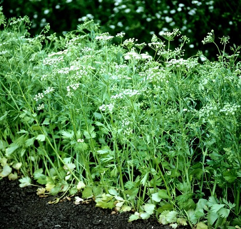 tapety plant, subshrub