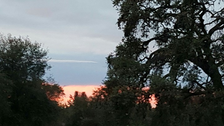 sunset in the woods