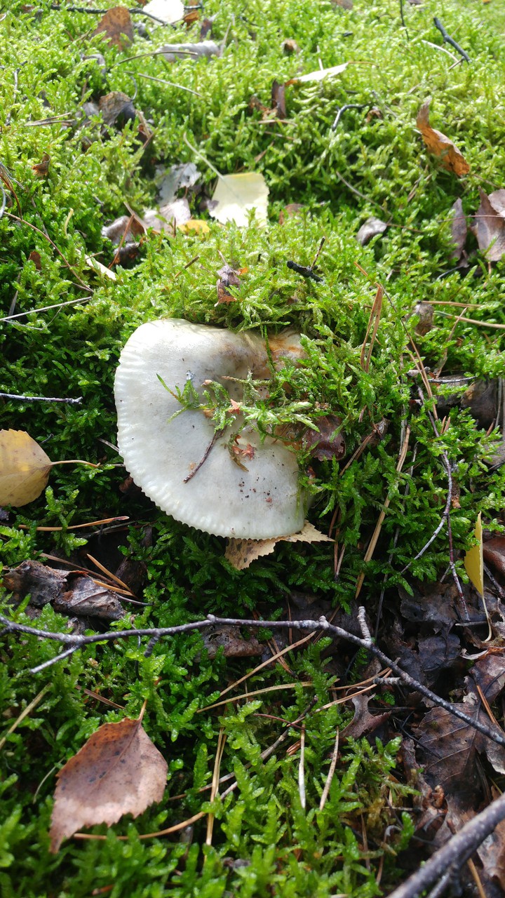 autumn nature
