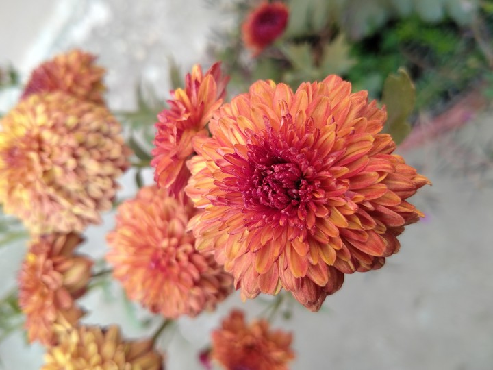 flower